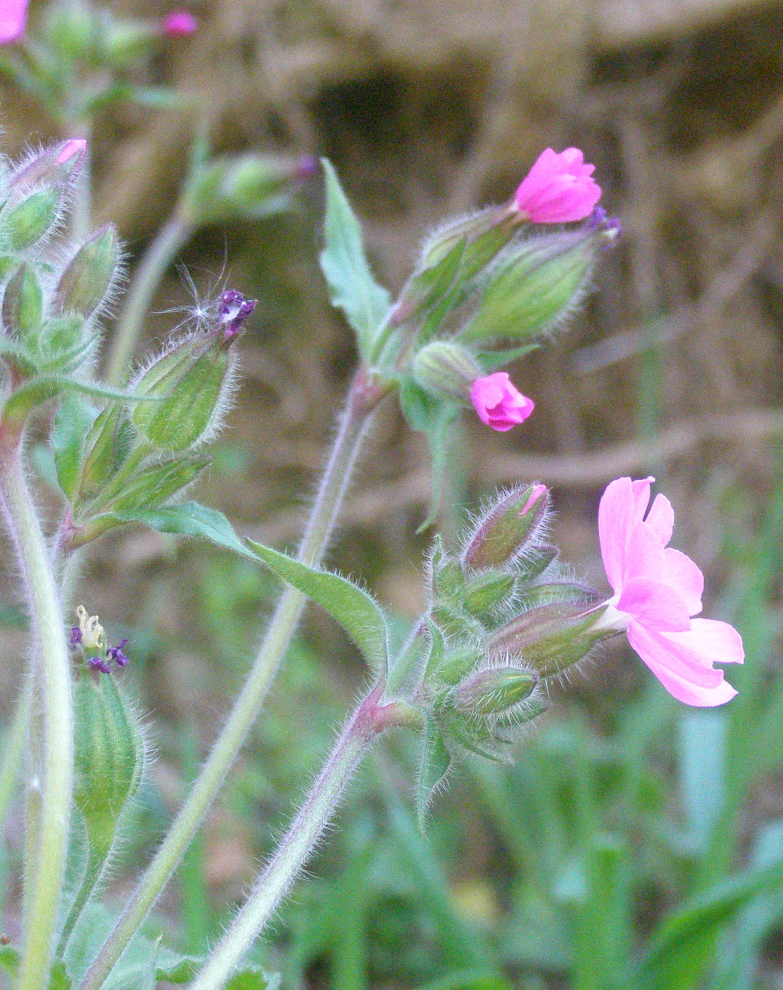 Silene dioica